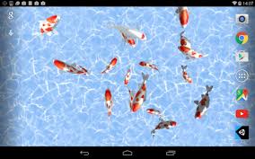 Koi Fish Live Wallpaper Apk For Android