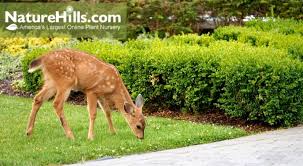 Deer Resistant Plants For The East