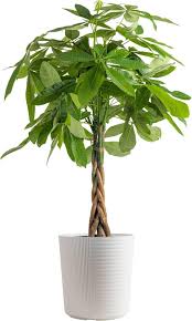 Want To Increase Your Good Luck These