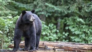 record ky bear hunt season exceeds a