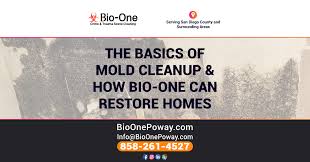 Mold Cleanup How Bio One