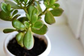 5 House Plants To Avoid If You Have Pets