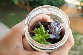 Planting Succulents In Glass Containers