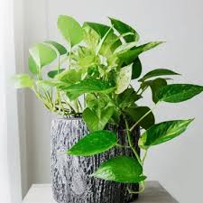 Can Pothos Grow Outside Teak And