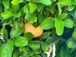 Citrus Tree Grapefruit Elgin