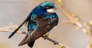 Tree Swallow American Bird Conservancy