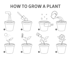 Pot Guide How To Grow A Flower Step