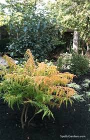 Native Small Trees For Midwestern Gardens