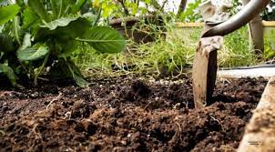 How To Test And Amend Your Garden Soil