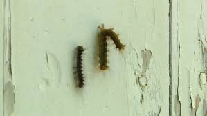 Invasive Caterpillars Invade Michiana Yards