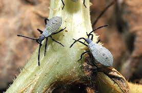 Squash Bugs Pest Management And