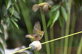 Kinetic Wind Sculpture And Bird Feeder