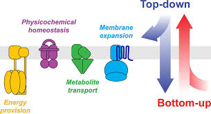 Metabolism For Synthetic Cells
