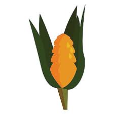 Simple Corn Clipart Hd Png Corn Vector