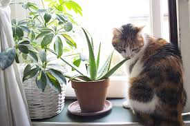 House Plants That Are Poisonous For
