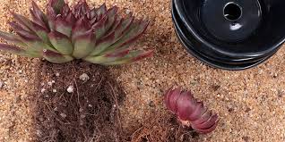 Succulent Soil The Ultimate Guide