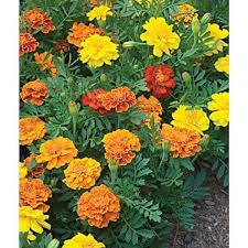Yellow Marigold Annual Live Plant