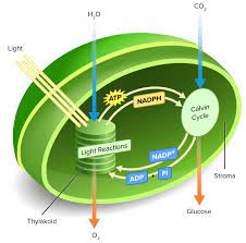 Photosynthesis Summary Read