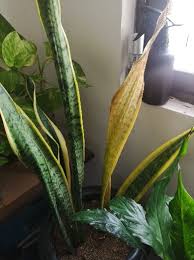 How To Grow And Care For Snake Plant
