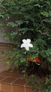 Flower Of A Jasmine Moving With The