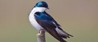 Tree Swallow Bird Facts Tachycineta