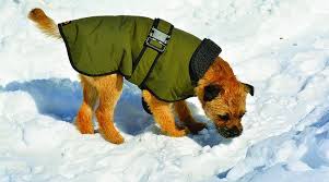 The Best Dog Winter Coats And Jackets