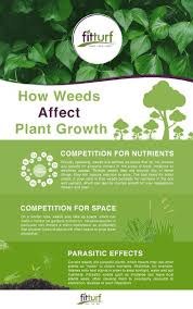 How Weeds Affect Plant Growth Fit Turf