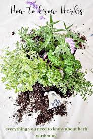 Herb Container Gardening The Ultimate