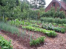 Start A Vegetable Garden With Just The