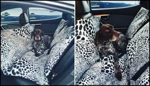 Dog Hammock For Your Car