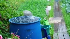 A Blue Barrel For Collecting Rainwater