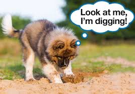 Dog Digging Deter Bunnings