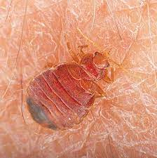 Bed Bug An Overview Sciencedirect