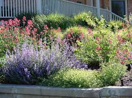 Plants For Drought Tolerant Displays