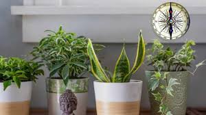 Plants You Need At Home For Good Luck