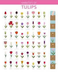 Tulip Varieties Flat Icon Set Garden