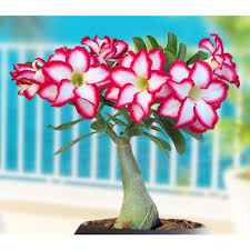 Desert Rose Double Noble Adenium Hybrid