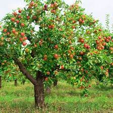 Red Delicious Fuji Apple Tree