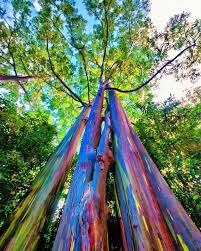 Rainbow Eucalyptus Tree Live Plant Fast