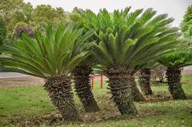 Sago Palm Tree Varieties How To