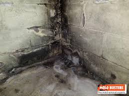 Does Mold Die When It Dries Out