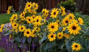 Celebrate The Sunflower Greenhouse