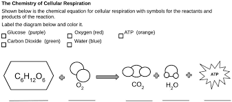The Chemistry Of Cellular Respiration