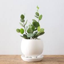 Green Indoor Plant For Home Office At