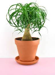 Nontoxic Houseplants Safe For Cats And