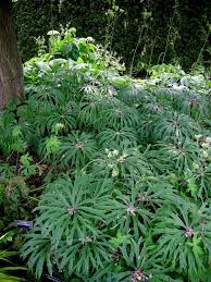 39 Dry Shade Garden Ideas Shade