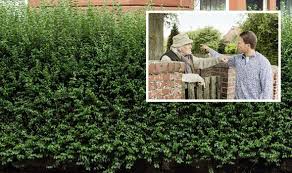 Common Hedge Issues With Neighbours