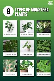 Types Of Monstera Plants 9 Popular