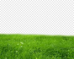 Lawn Icon Grass High Quality