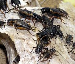 Why Are Crickets In My House